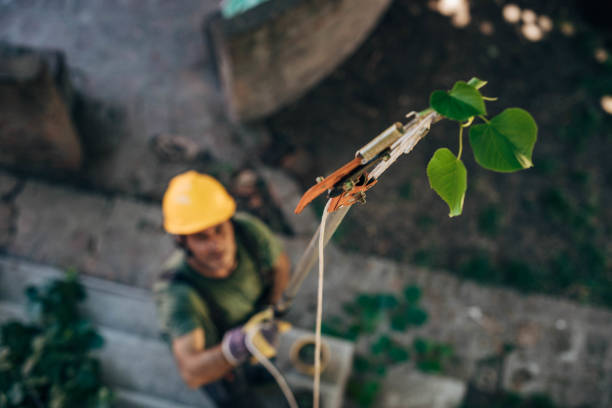 Best Root Management and Removal  in Coral Springs, FL