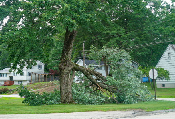 Best Tree Maintenance Programs  in Coral Springs, FL